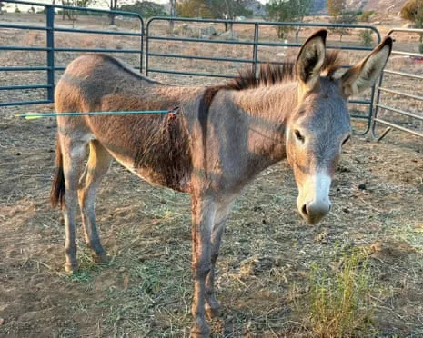 Donkey On the Mend Following Newest Projectile Strike on Free-Roaming Asses in the Golden State