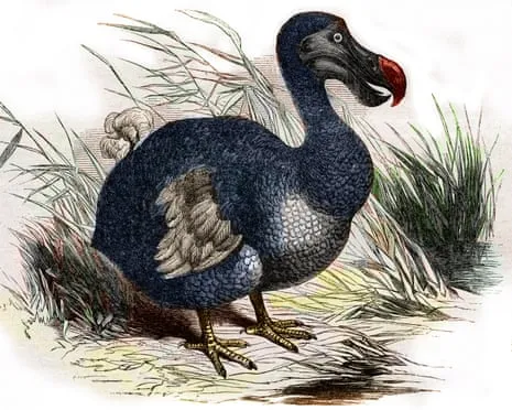 Experts Assert They’ve Made a ‘Pivotal Step’ in Resurrecting the Dodo for the First Time in Multiple Generations